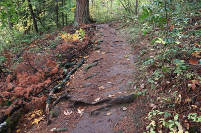 Mather Road trail narrows with large roots crossing the trail